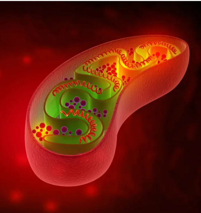 Mitochondrien rotes Licht